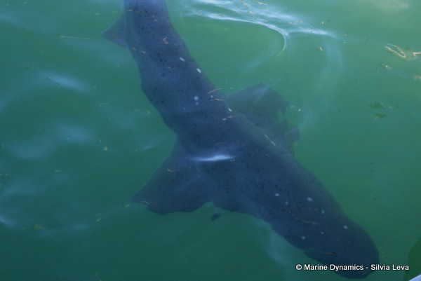 broadnose seven gill shark, South Africa